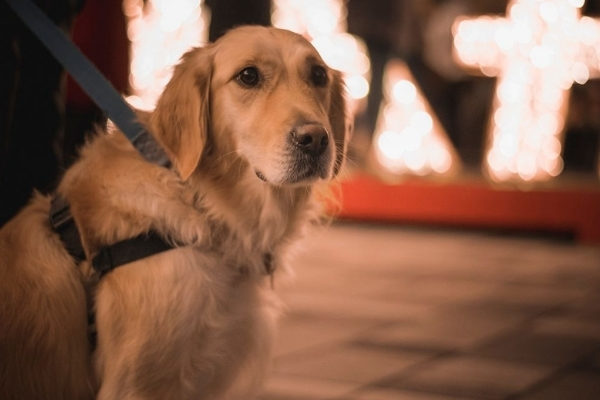 A dog at Ottawa Christmas Market